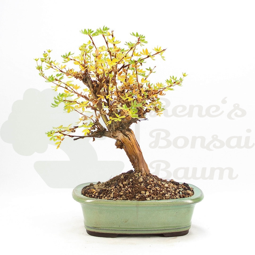 Weißer Fingerstrauch 'Potentilla fruticosa'